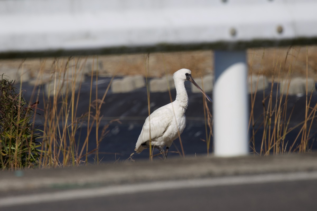 Black-faced Spoonbill - ML647103807