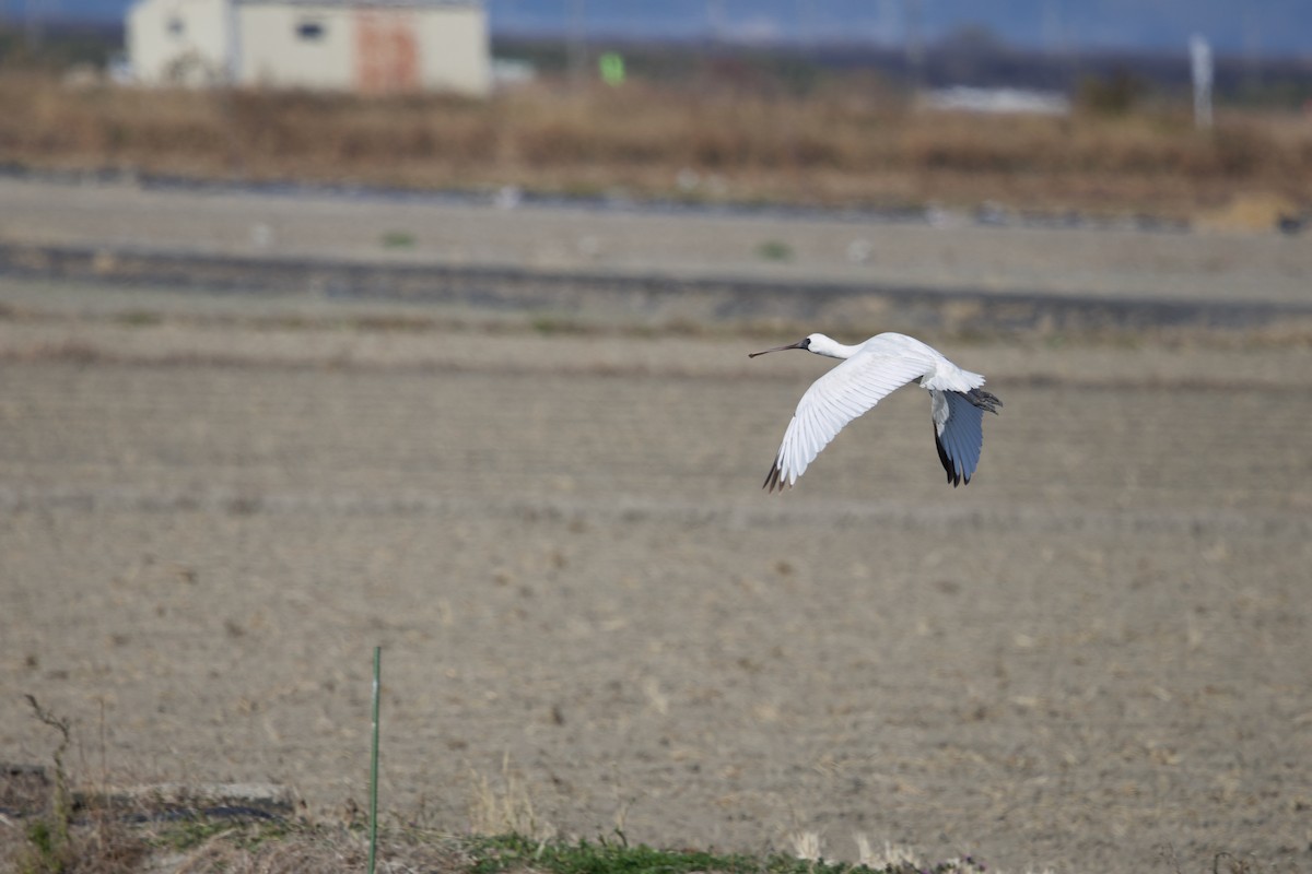 Black-faced Spoonbill - ML647103808