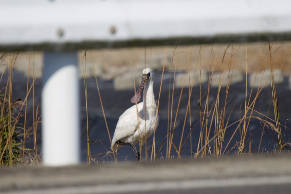 Black-faced Spoonbill - ML647103809
