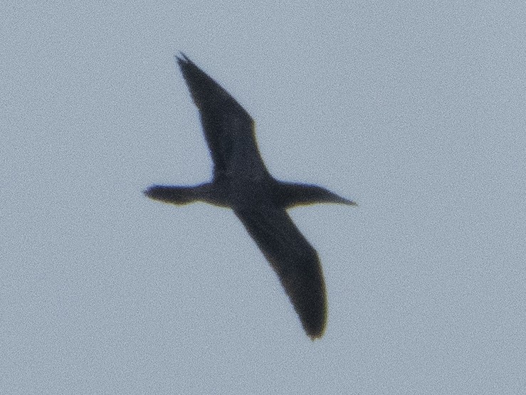 Brown Booby - ML647103811