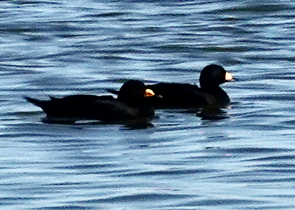 Black Scoter - ML647103830