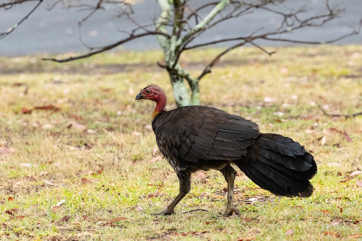 Australian Brushturkey - ML647103831