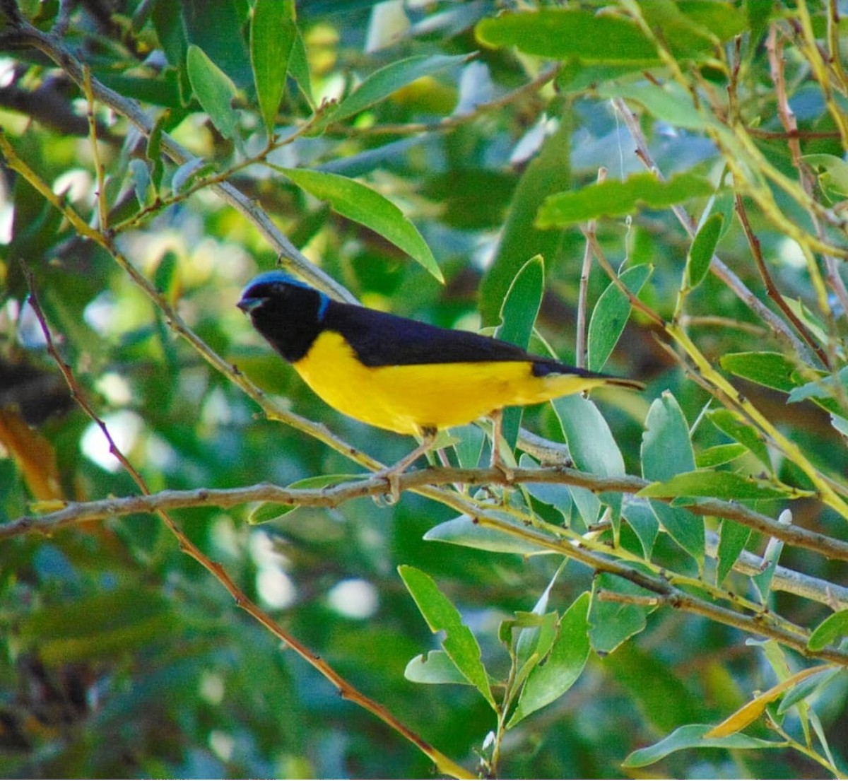 Golden-rumped Euphonia - ML647103833