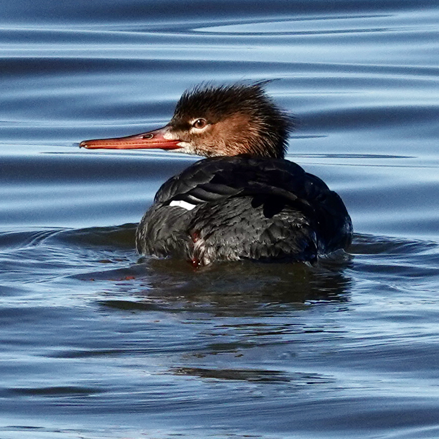 Red-breasted Merganser - ML647103834