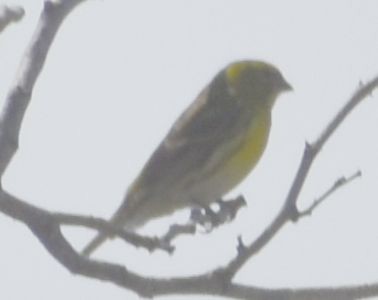 Girlitz - ML647103835