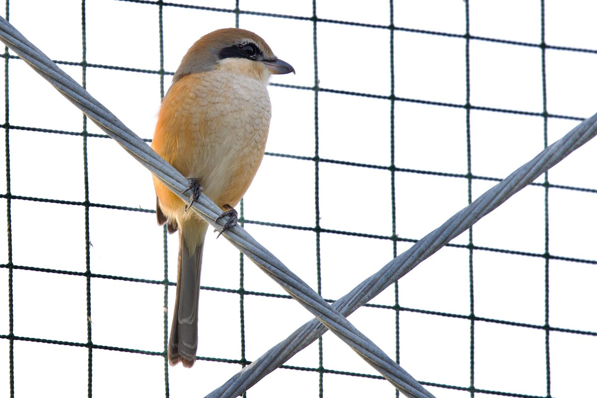 Bull-headed Shrike - ML647103838