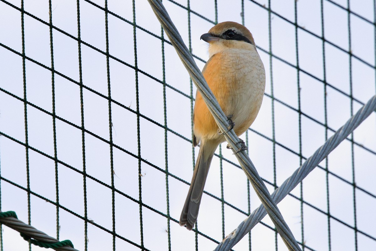 Bull-headed Shrike - ML647103839