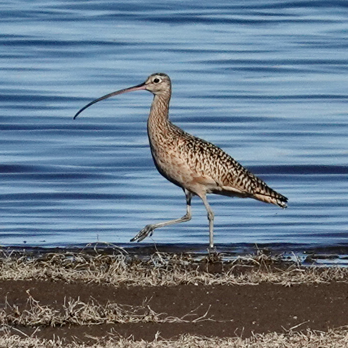 Кульон американський - ML647103840