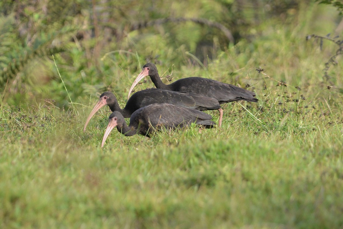 Ibis Afeitado - ML647103841
