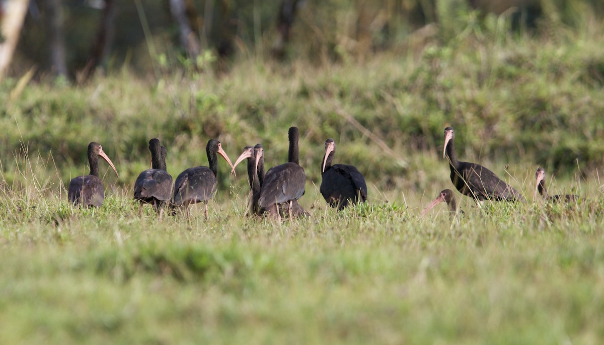 Ibis Afeitado - ML647103842