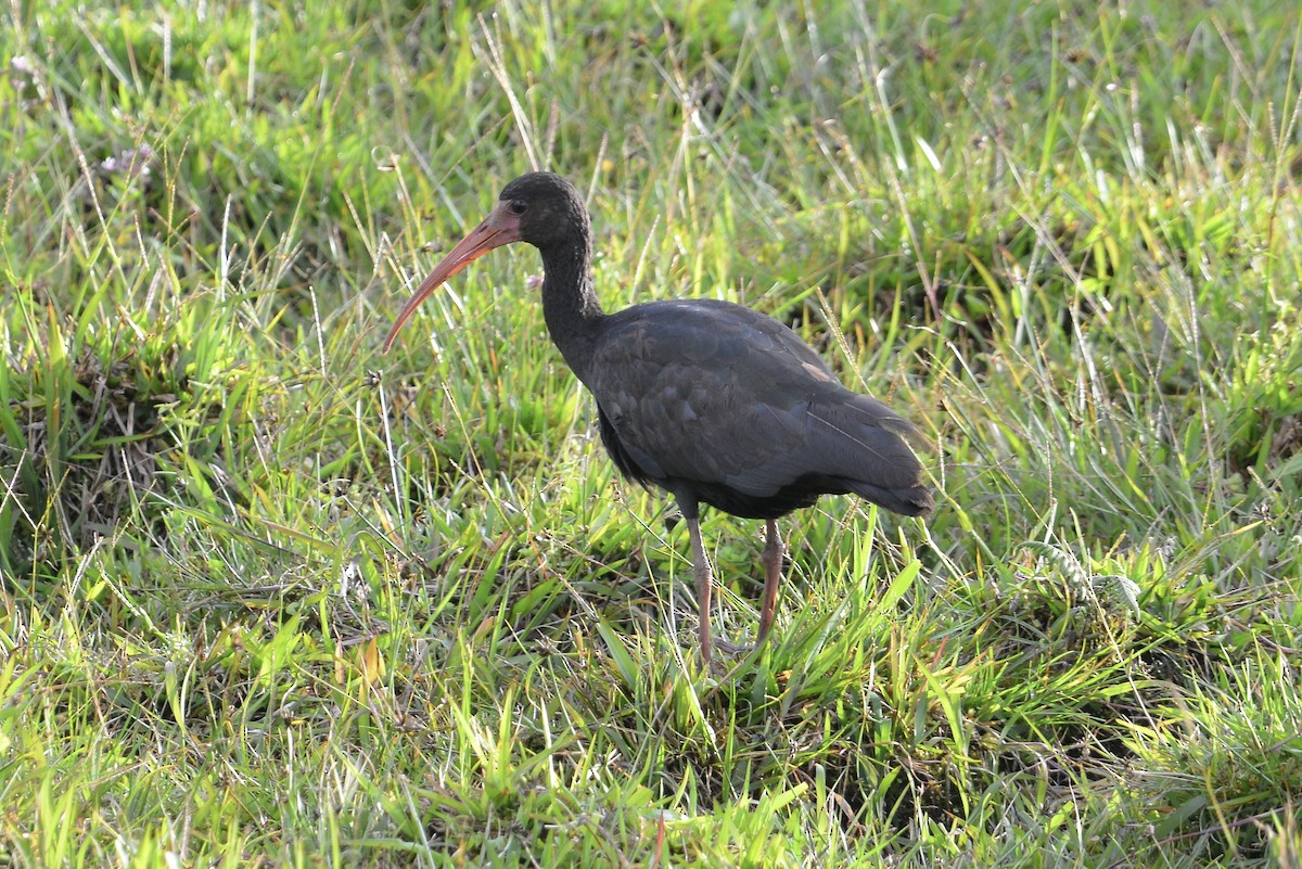 Ibis Afeitado - ML647103843