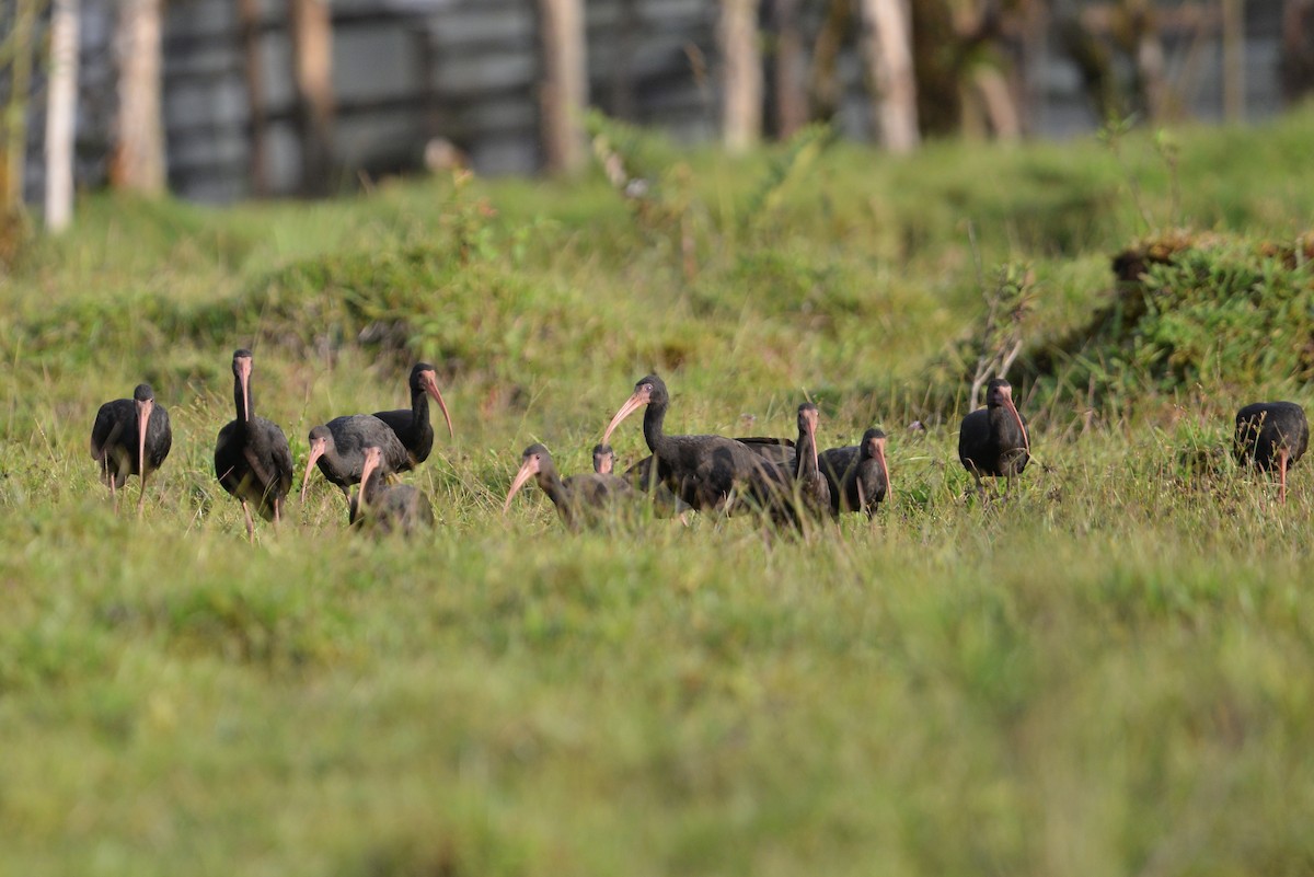 Ibis Afeitado - ML647103844