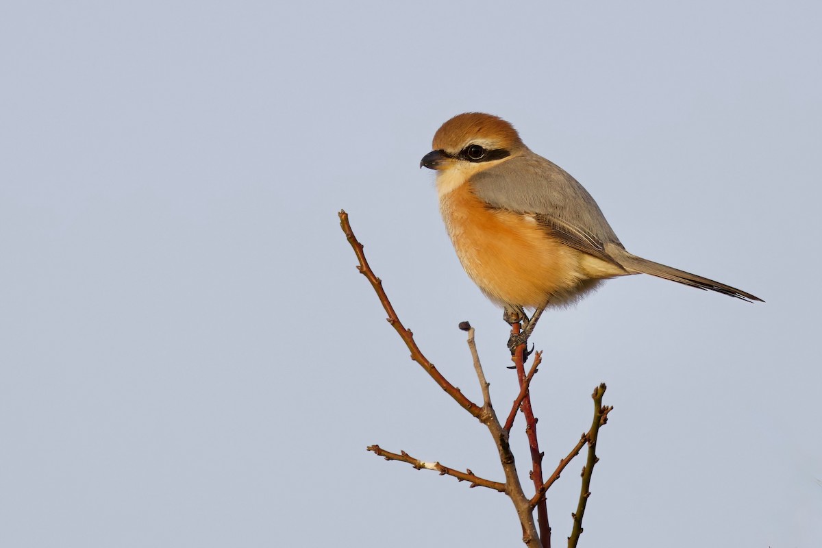 Bull-headed Shrike - ML647103845