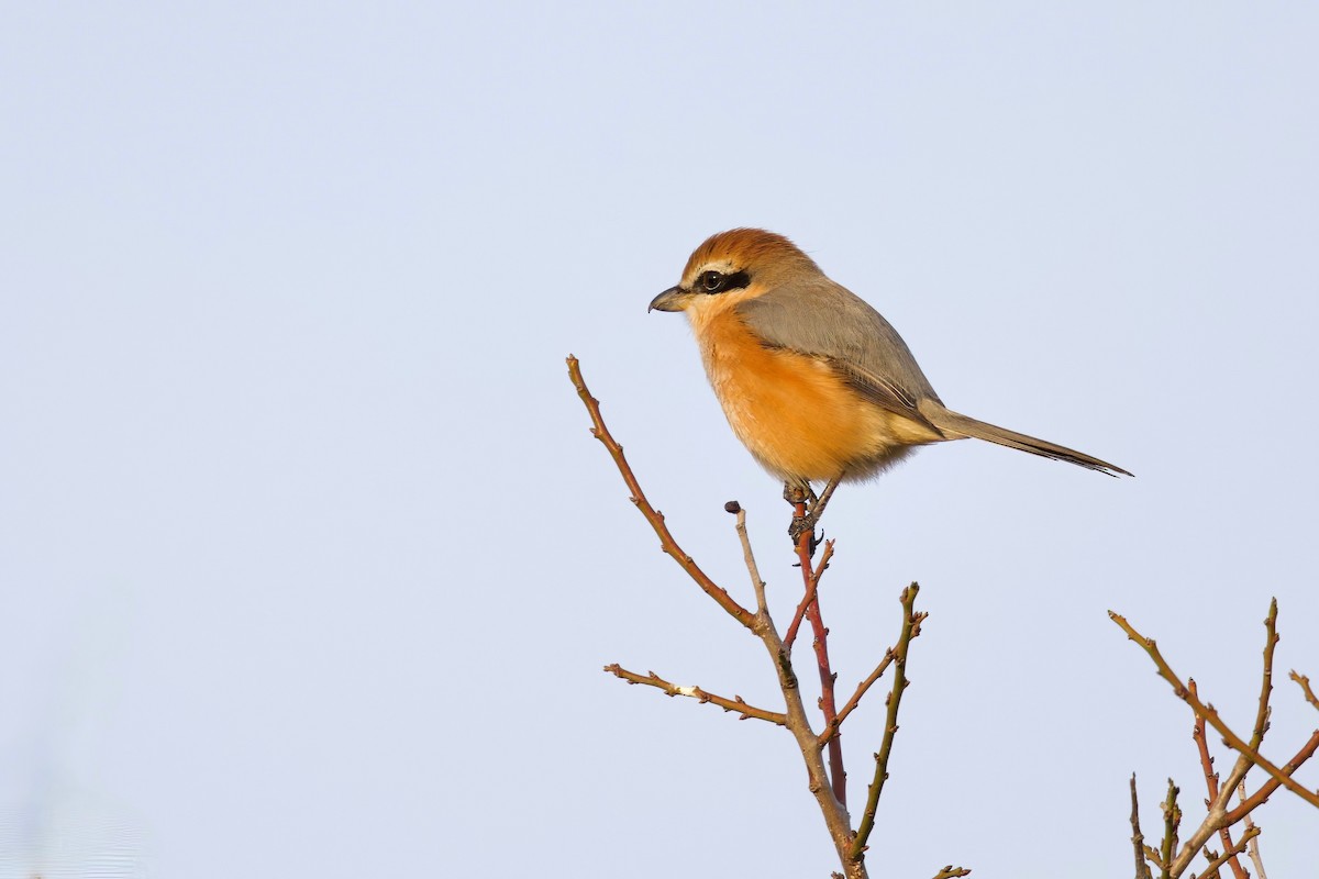 Bull-headed Shrike - ML647103846