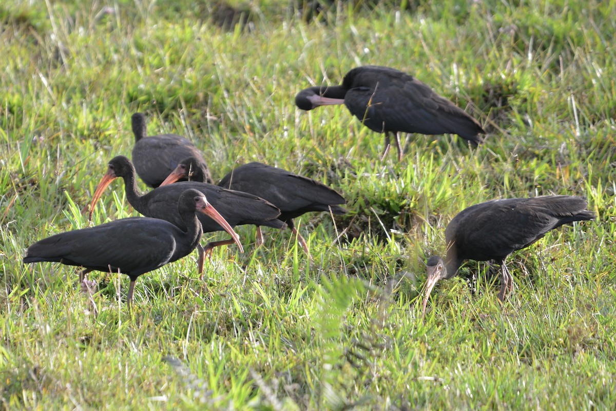 Ibis Afeitado - ML647103847