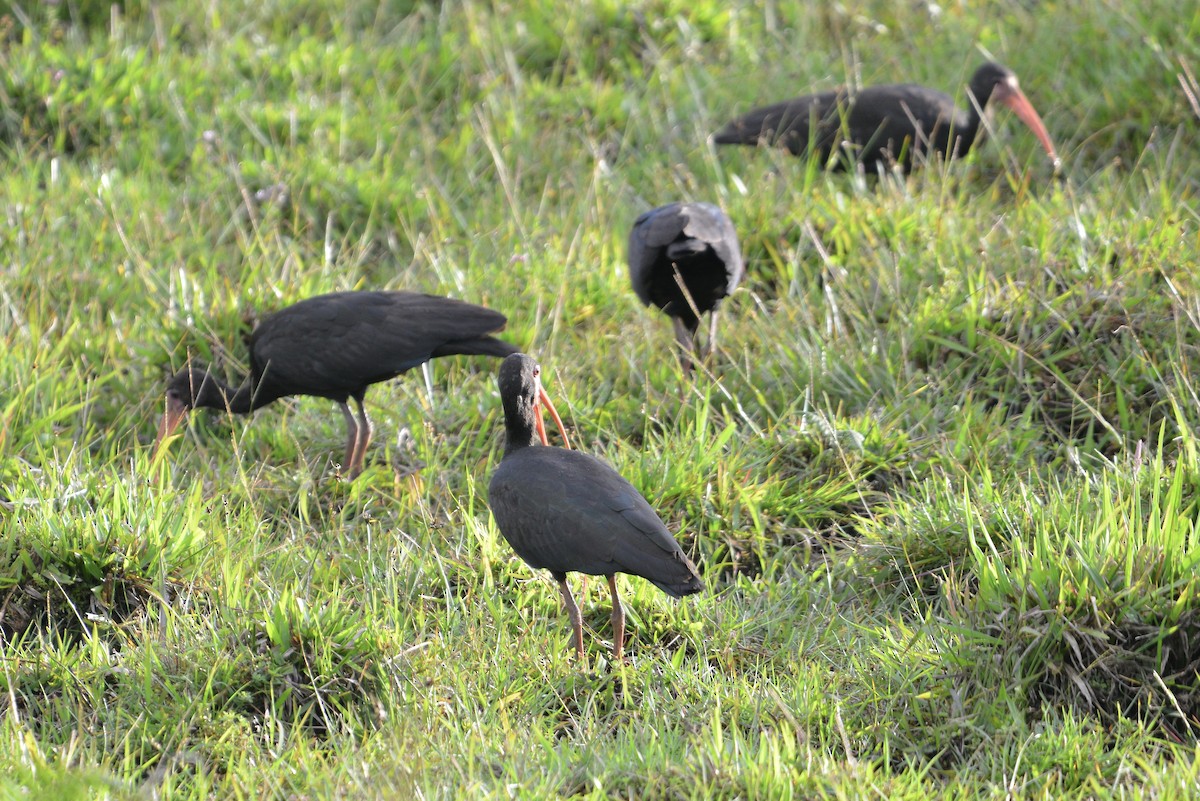 Ibis Afeitado - ML647103848