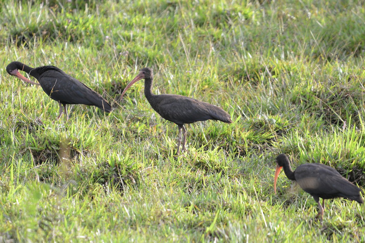 Ibis Afeitado - ML647103849