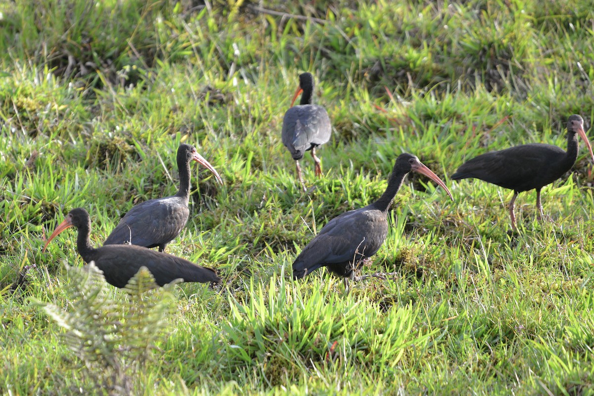 Ibis Afeitado - ML647103851