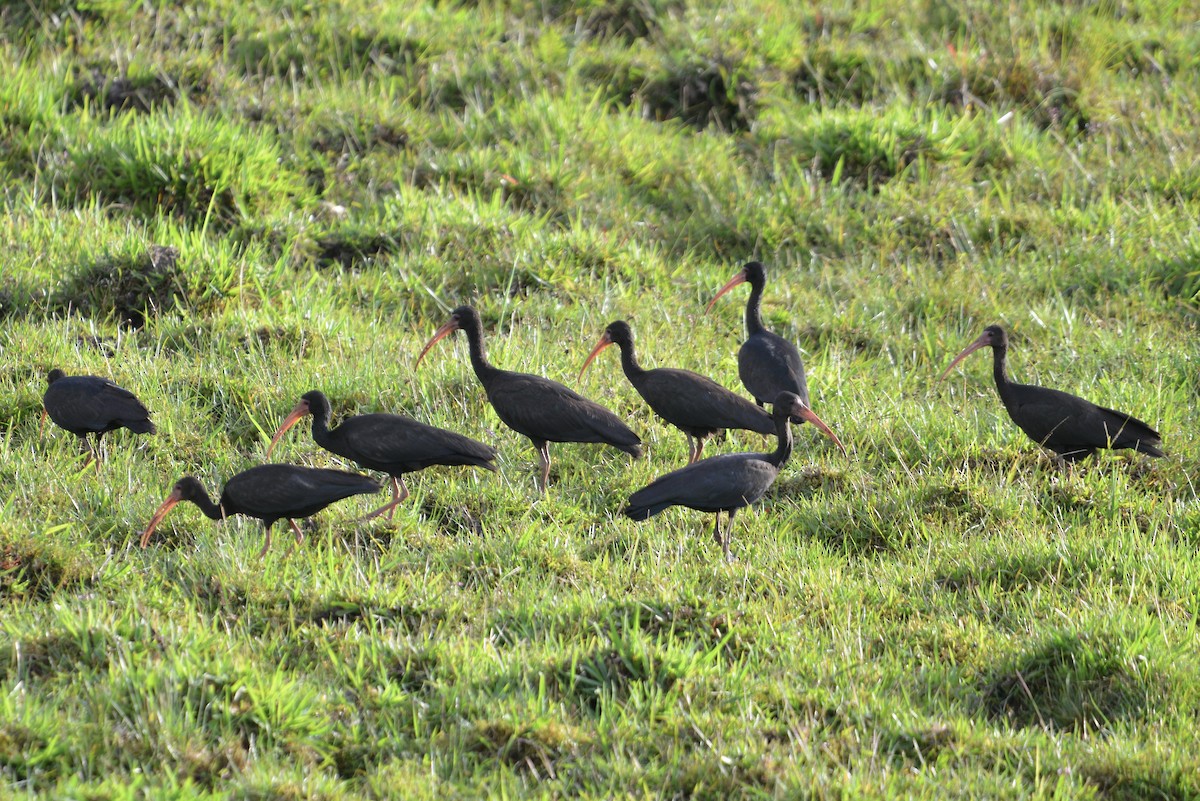 Ibis Afeitado - ML647103852