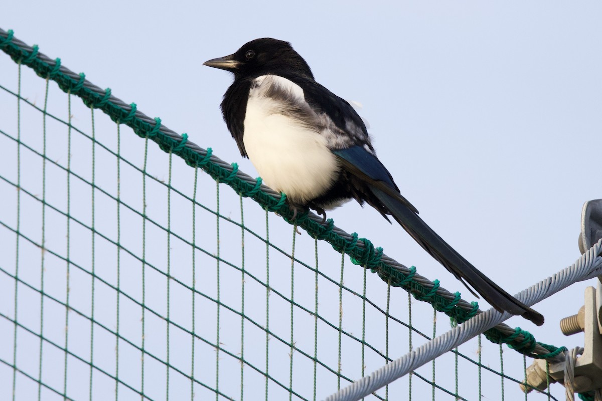 Oriental Magpie - ML647103855