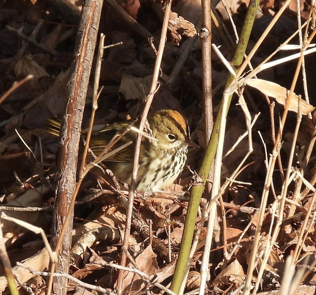 カマドムシクイ - ML647103857