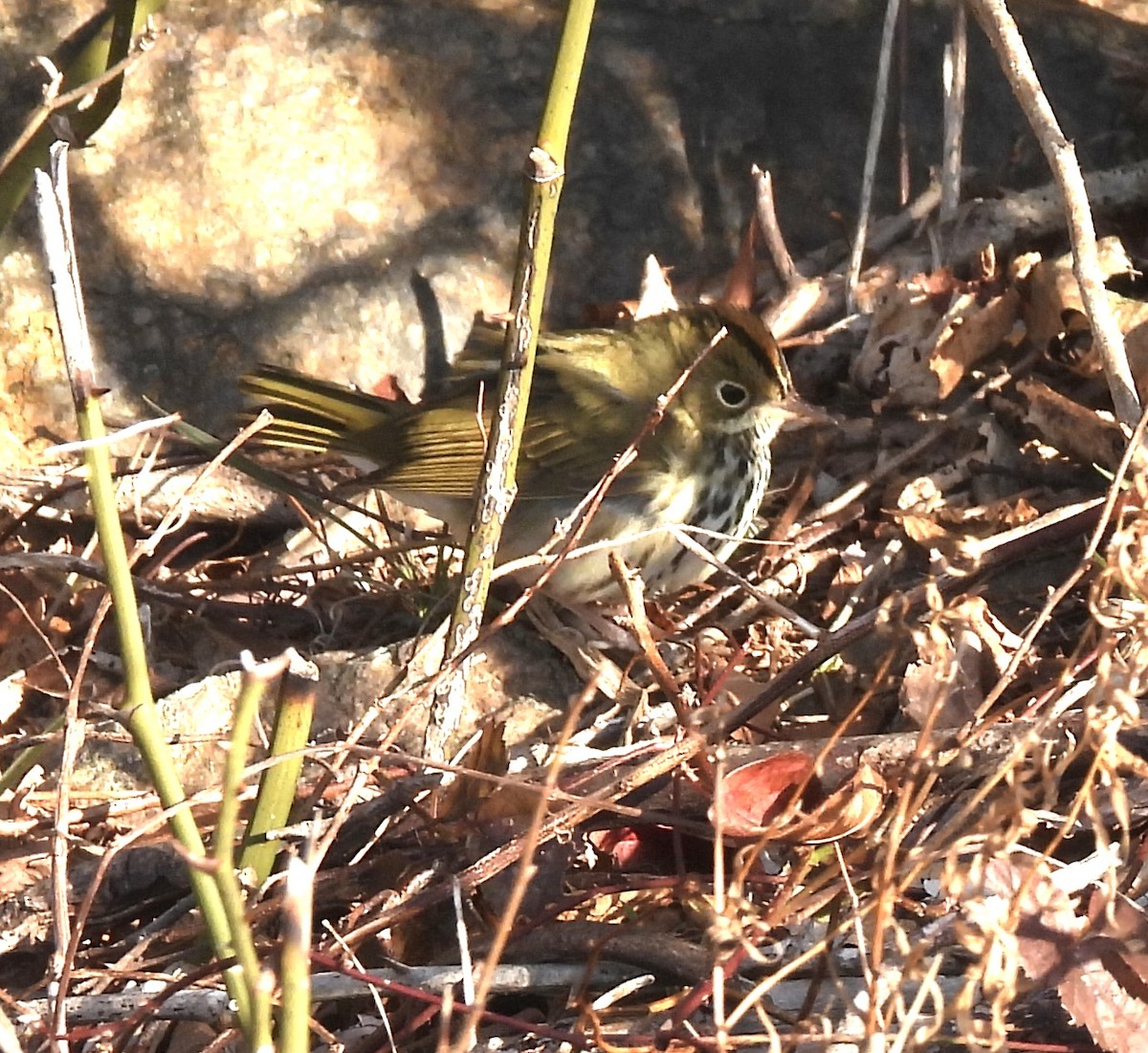 カマドムシクイ - ML647103859