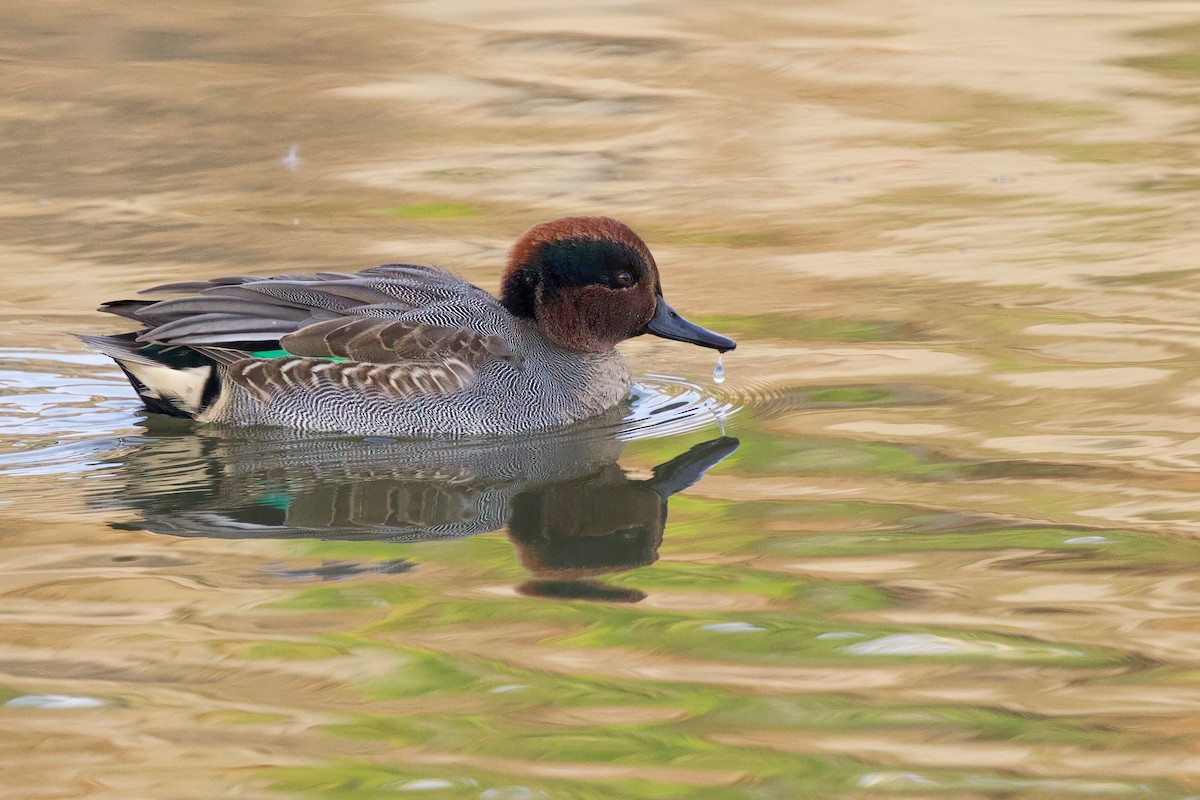 Green-winged Teal (Eurasian) - ML647103861