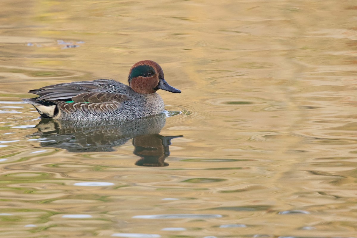 Green-winged Teal (Eurasian) - ML647103862