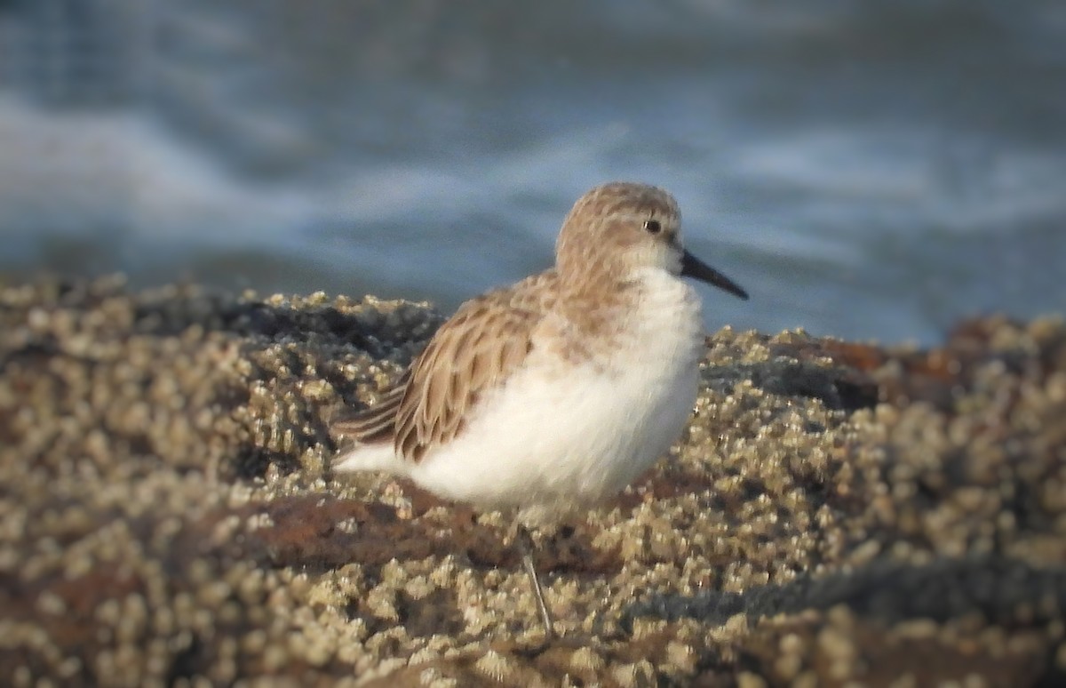 Little Stint - ML647103863