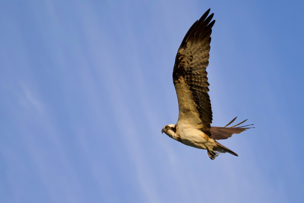 Osprey (Eurasian) - ML647103866