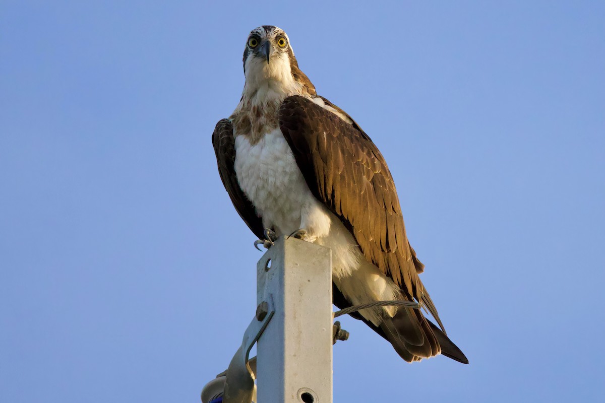 Osprey (Eurasian) - ML647103867