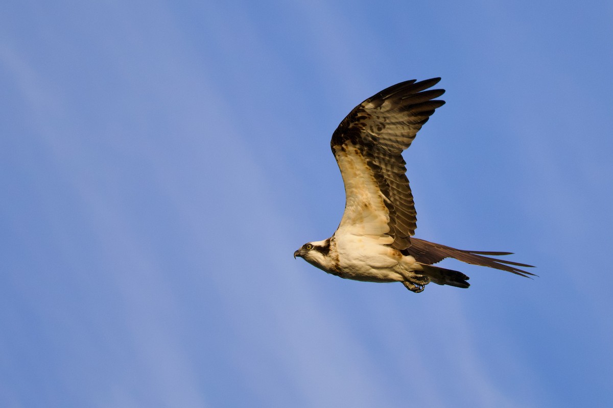 Osprey (Eurasian) - ML647103868
