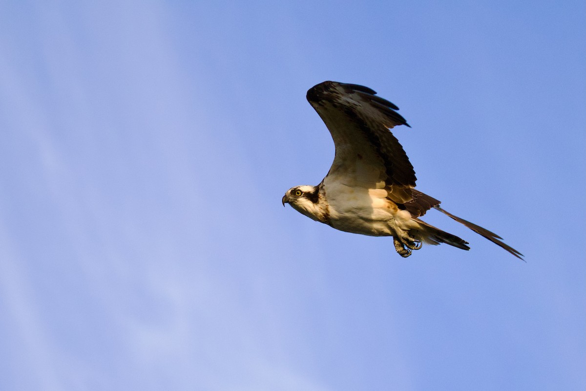 Osprey (Eurasian) - ML647103869