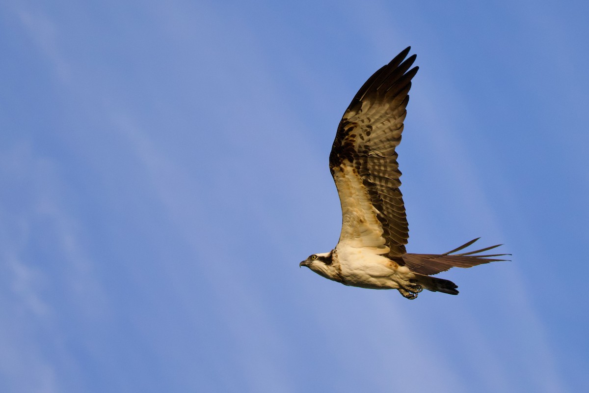 Osprey (Eurasian) - ML647103871