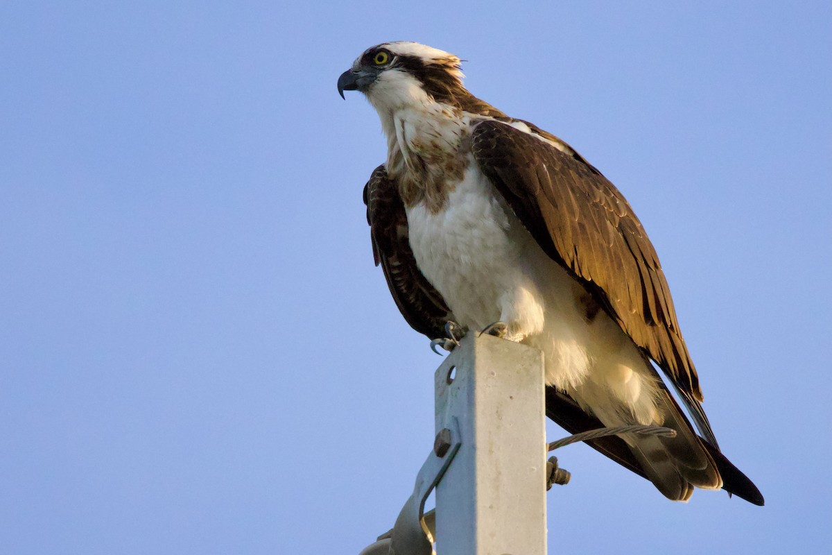 Osprey (Eurasian) - ML647103872