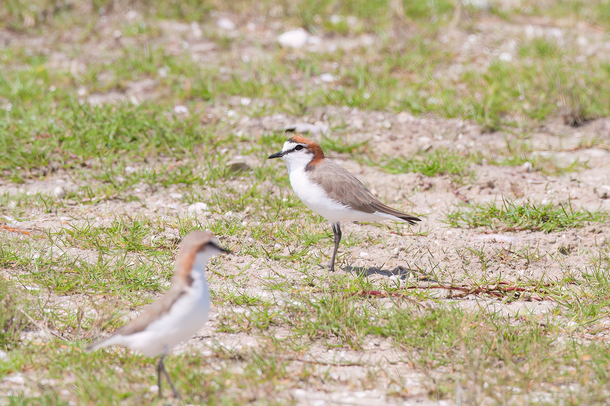 Пісочник рудоголовий - ML647103876
