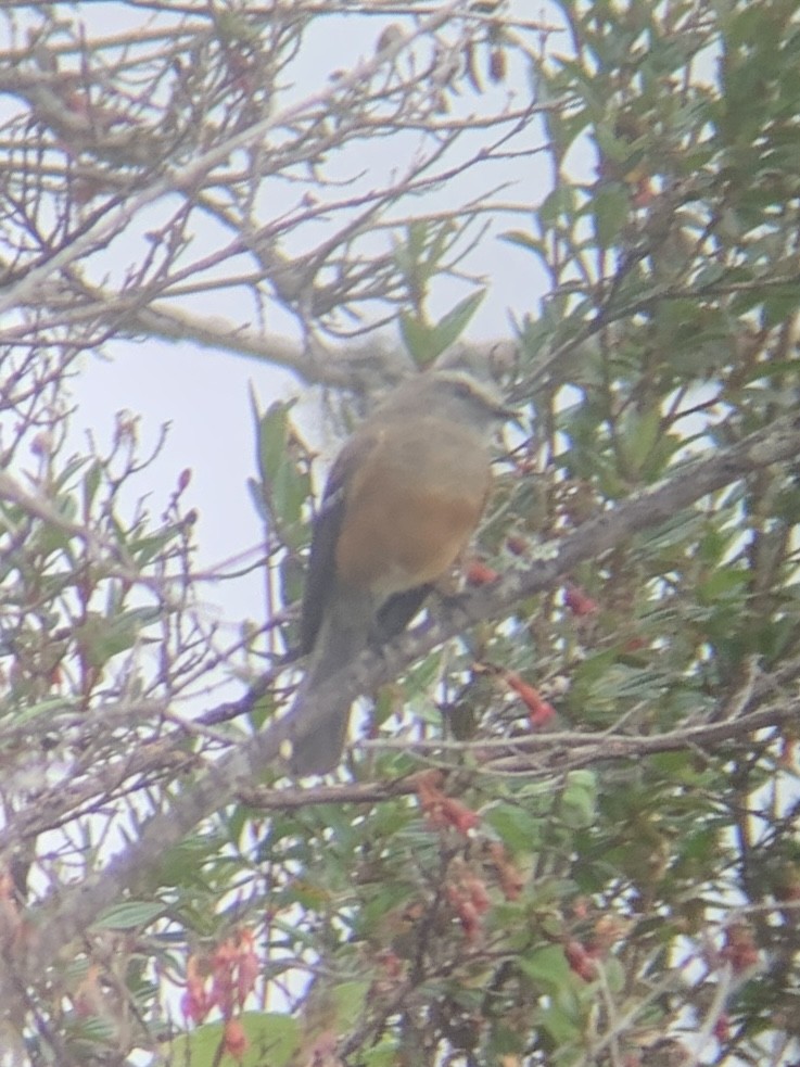 Brown-backed Chat-Tyrant - ML647103877