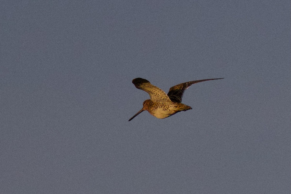 Common Snipe - ML647103880