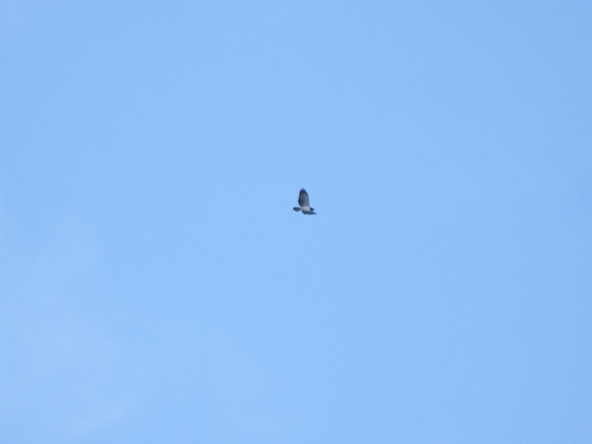 Канюк короткохвостий - ML647103883