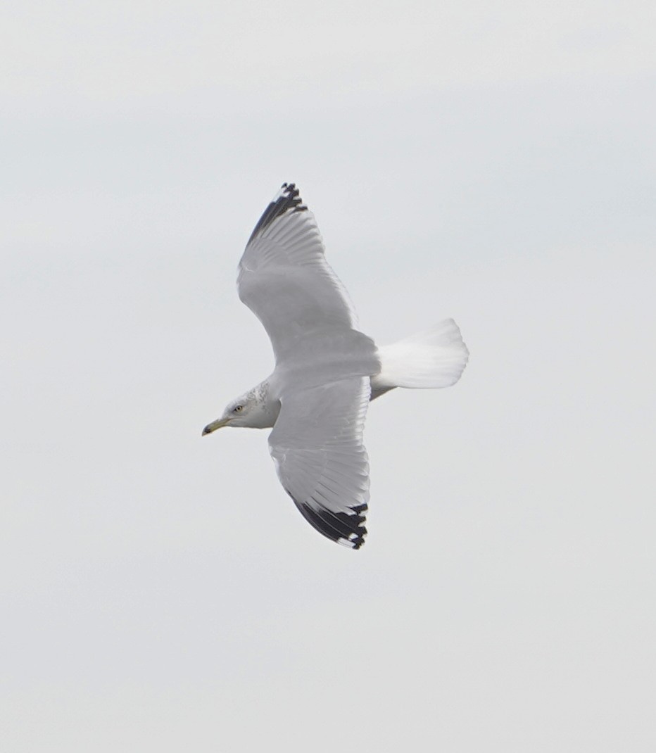 Мартин делаверський - ML647103884