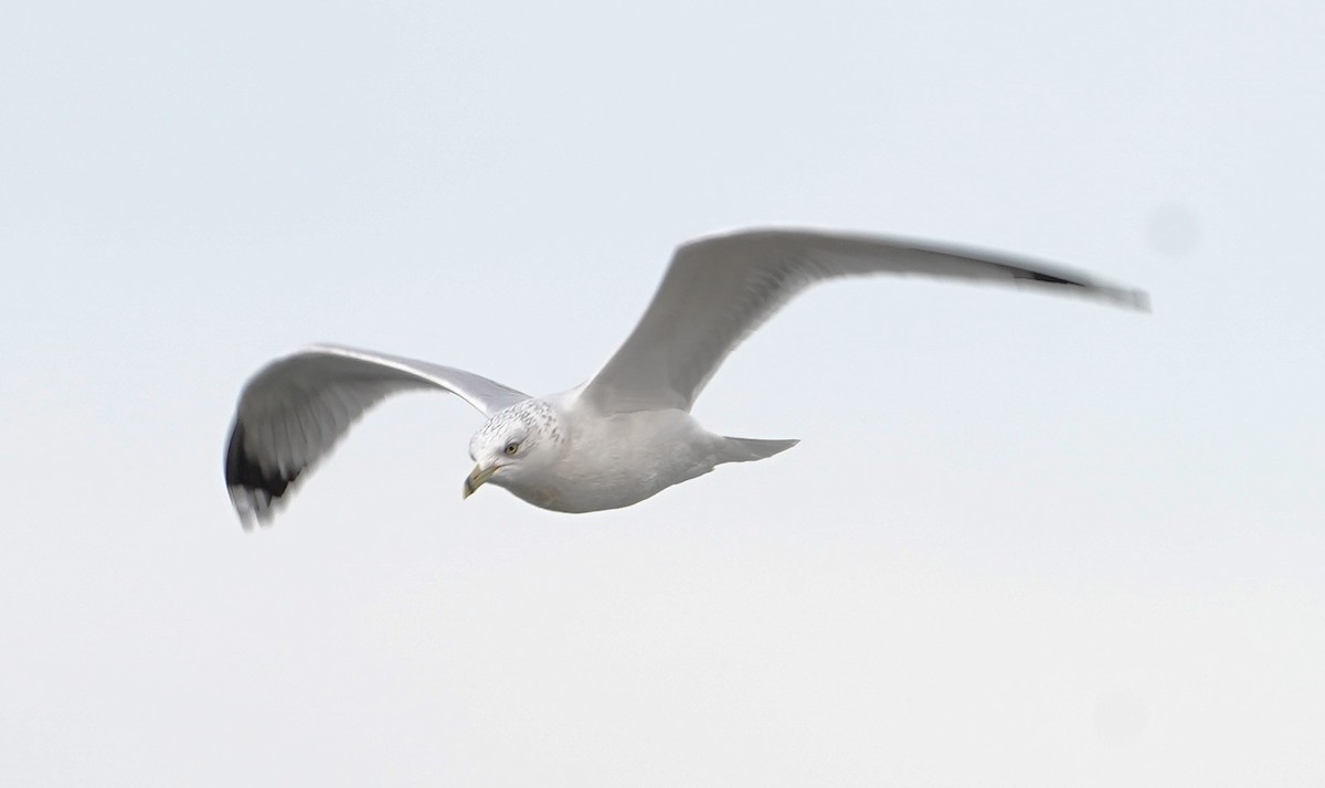 Мартин делаверський - ML647103885