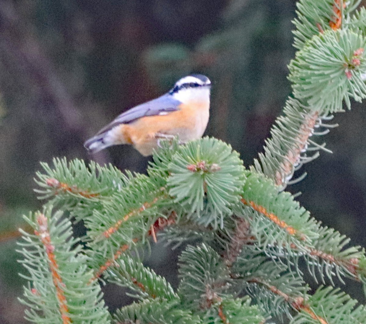 Повзик канадський - ML647103886