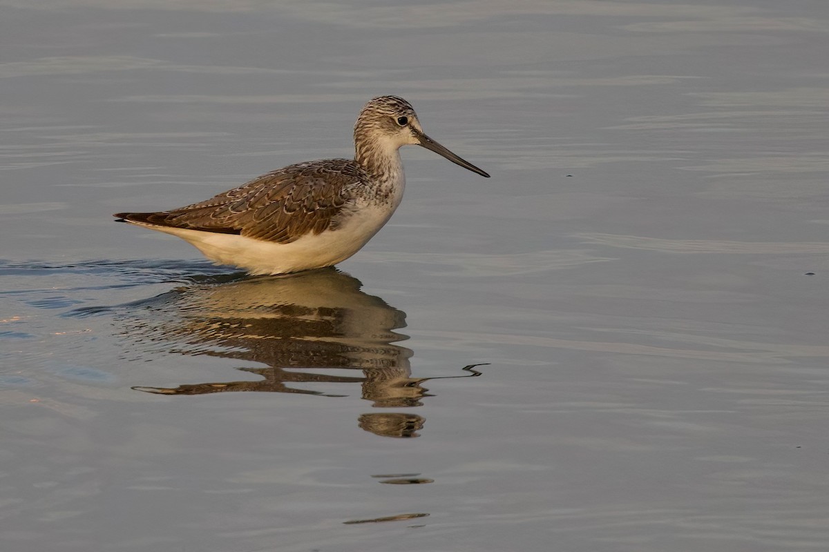 Коловодник великий - ML647103887