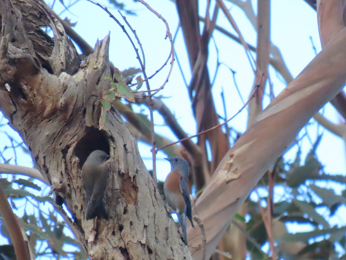 Блакитник західний - ML647103888