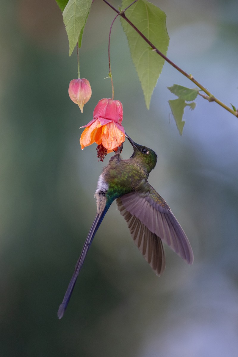 Колібрі-сильф довгохвостий - ML647103889