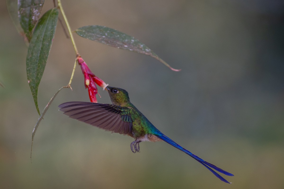 Колібрі-сильф довгохвостий - ML647103890