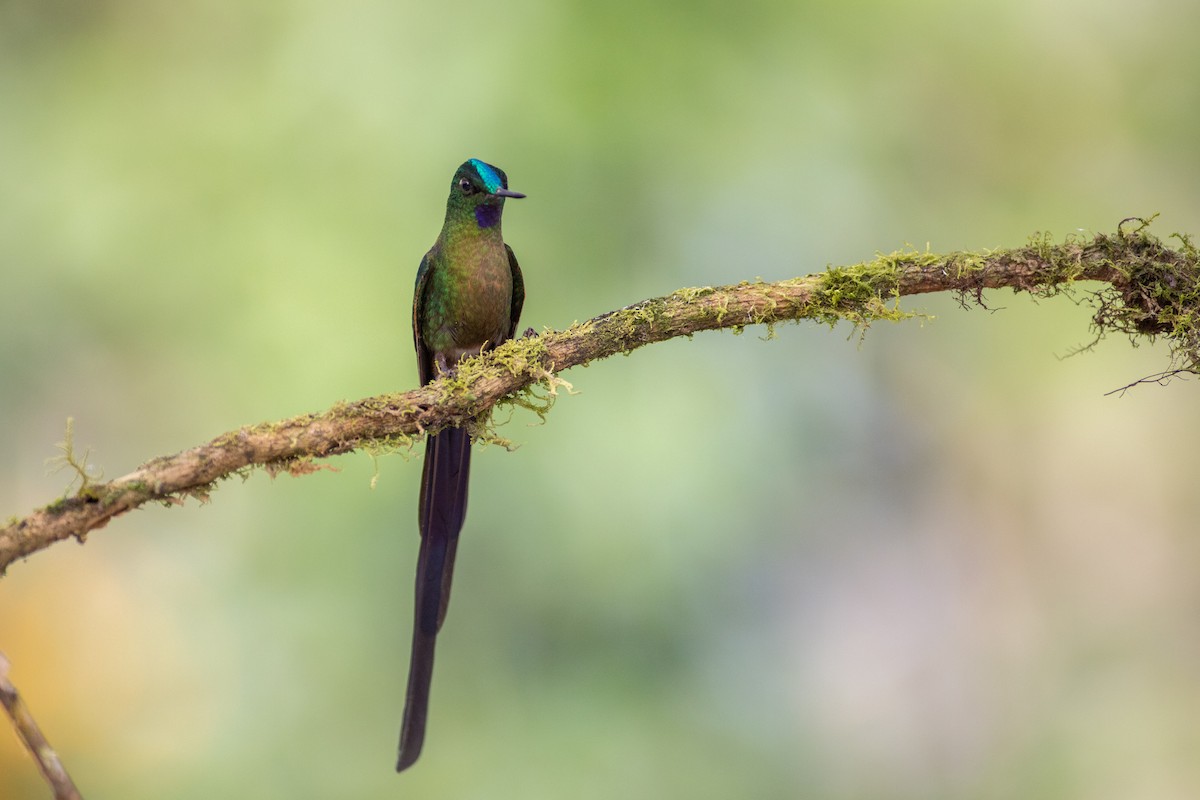 Колібрі-сильф довгохвостий - ML647103891