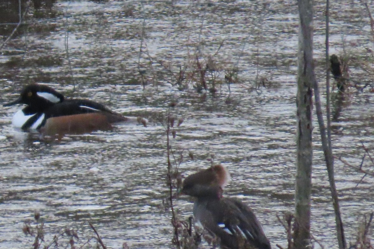 Крех жовтоокий - ML647103892