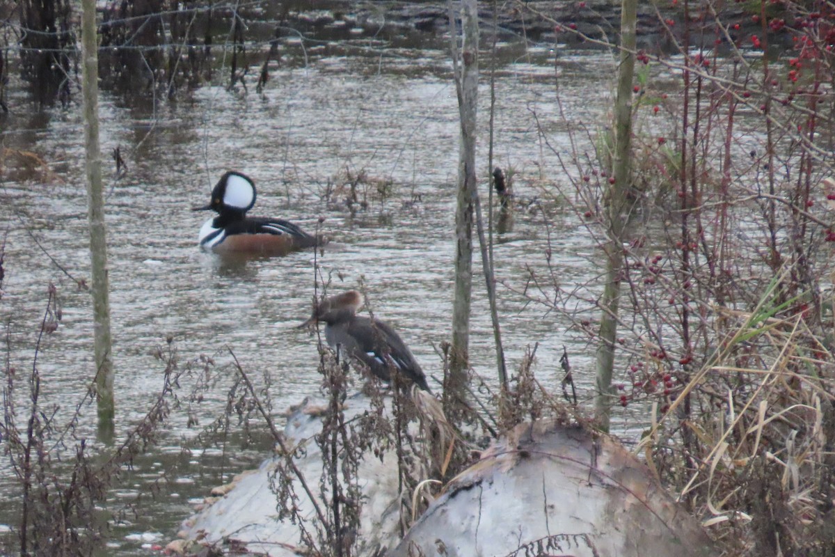 Крех жовтоокий - ML647103893