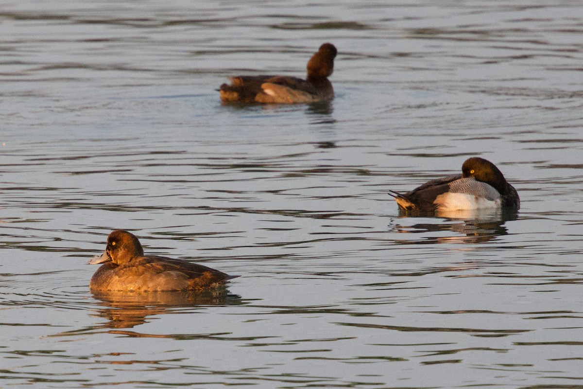 Чернь морська - ML647103894